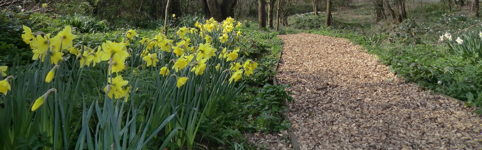 Daffodils in Poppleton